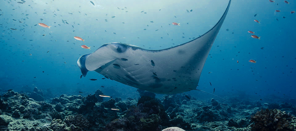 Manta Ray Snorkeling Nusa Penida Island Bali